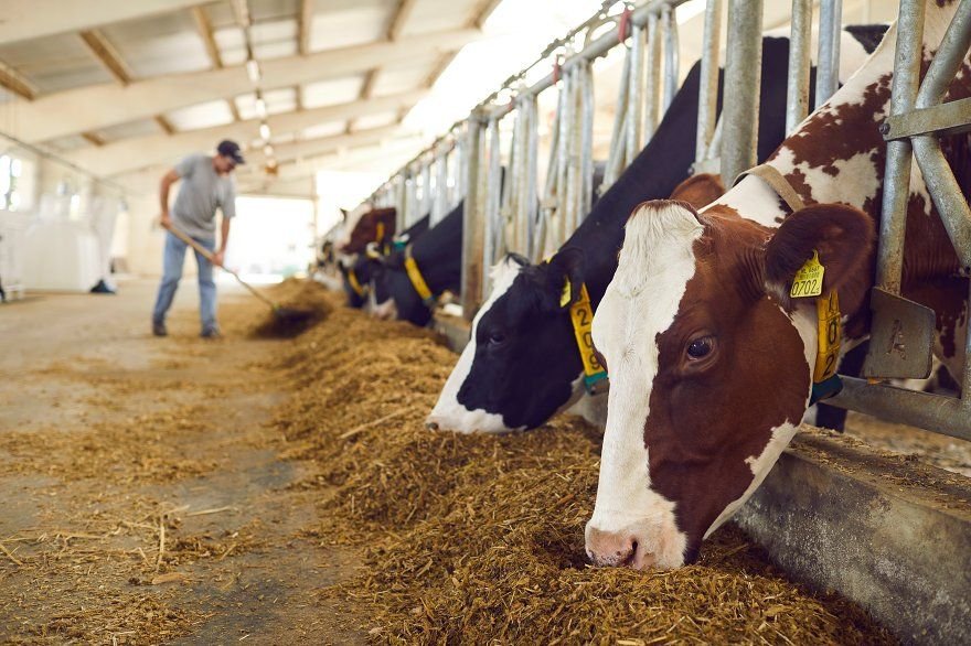 The Future of Feed Milling in Nigeria: Trends to Watch